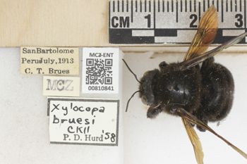 Media type: image;   Entomology 810841 Aspect: labels